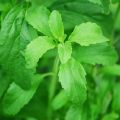 .....La STEVIA........