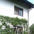 Vendemmia o cosa?