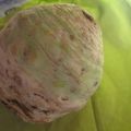 Esperimenti in cucina: crema di sedano rapa[...]