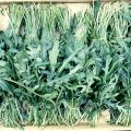 Pesto di rucola
