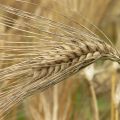 Conosciamo meglio i cereali integrali: l'orzo