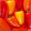 Peperoni piccoli ripieni di robbiola alle erbe