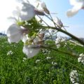 Primavera e crescia di Pasqua