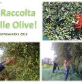 La raccolta delle olive...