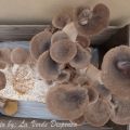 Come coltivare i funghi a casa