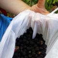 Diario di una vita a dieta: marmellata di more[...]