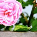 Creare un' accogliente zona giardino & privacy[...]