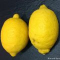 Il Limoncello...il re di tutti i distillati