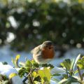 Impressioni di un giorno di neve e piccoli[...]