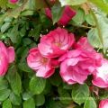 Le rose di S. Rita