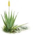 piante officinali: Aloe Vera