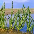 La Salicornia