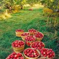 Autunno & Birthday