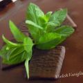 Semifreddo After Eight