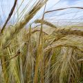 Conosciamo meglio i cereali integrali: la segale