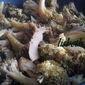 Broccoli ubriachi
