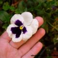 Cogliere i piccoli piaceri della vita...