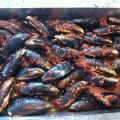Cozze..NO!..muscoli ripieni...