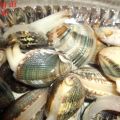 COME SPURGARE LE VONGOLE - Il Blog di Picetto