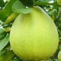 Pomelo? Questo sconosciuto - collaborazione mc[...]