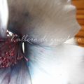Un fiore azzurro