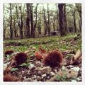 Sapori d'autunno: cosciotto di faraona su crema[...]