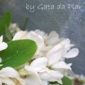 PANNA COTTA AL MIELE E FIORI D'ACACIA CON SALSA[...]