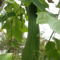Acqua tonica di Hechima (Luffa)