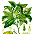 Il bergamotto, tra profumo e benessere