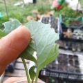 MACERATO DI FOGLIE DI POMODORO