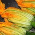 Fiori di zucca in pastella con birra