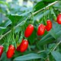 TESTIAMO I PRODOTTI:BACCHE DI GOJI