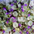 Anticipo di Primavera