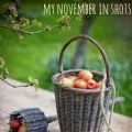November in Shot