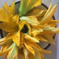 Fiori di zucca con sorpresa