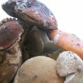 
Buridda di Seppie con Patate e Porcini .