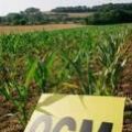 OGM: sigla che deve far paura?