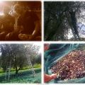 Raccolta olive..secondo roud!
