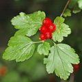 Ribes