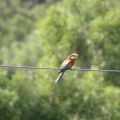 Vacanze nel Parco del Delta del Po (di nuovo)