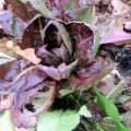 Radicchio