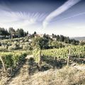 Castello di Fonterutoli e vini Mazzei