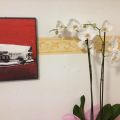 Flowers - part 2