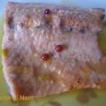 Filetto di trota salmonata profumata al[...]