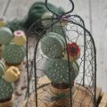 Cactus di macaron al pistacchio