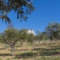 Nuova Collaborazione con Azienda Agricola[...]