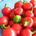 Peperoncini ripieni e ricordi d'estate