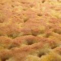 CHE BUONA LA FOCACCIA!!
