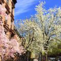 Primavera a New York #finallyspring