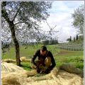 SUL CAMPO: il nostro olio extravergine toscano